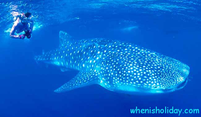 🦈 Wann ist Nationaler Tag des Walhais 2022