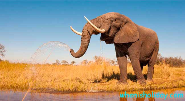 🐘 Wann ist Nationaltag des Elefanten 2022