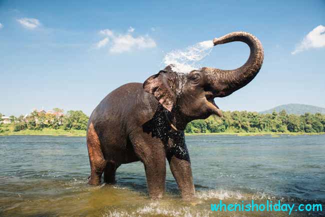 🐘 Wann ist der Tag der Wertschätzung des Elefanten 2022