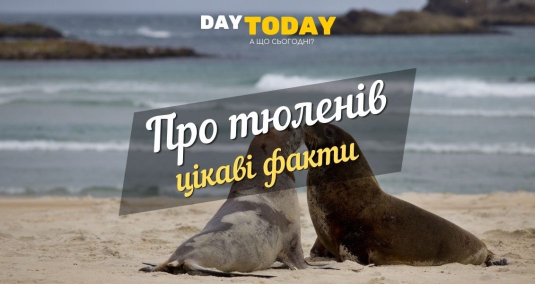 10 interesting facts about seals