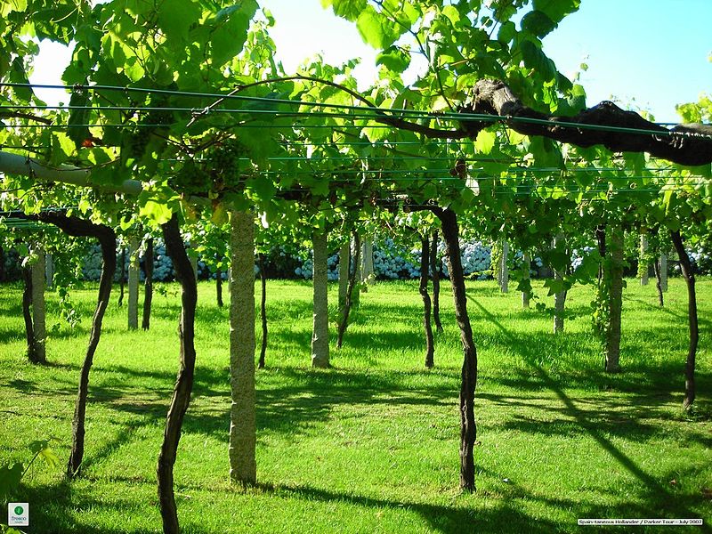 Day of grape growers, winemakers and gardeners of Ukraine