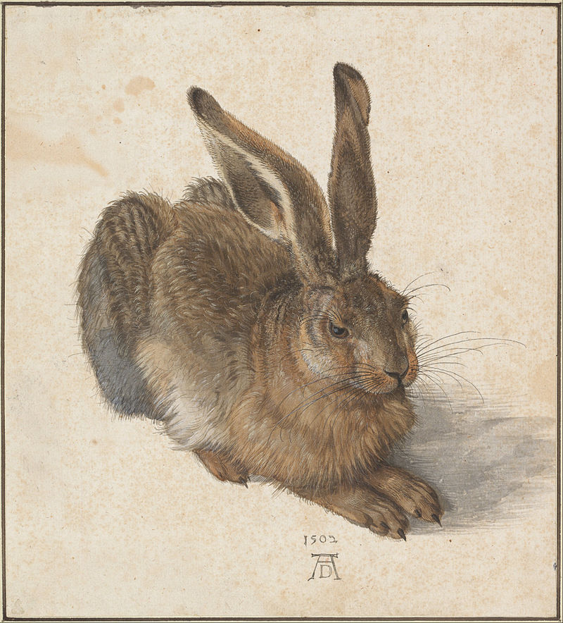 Albrecht Dürer, Hare, (1502)