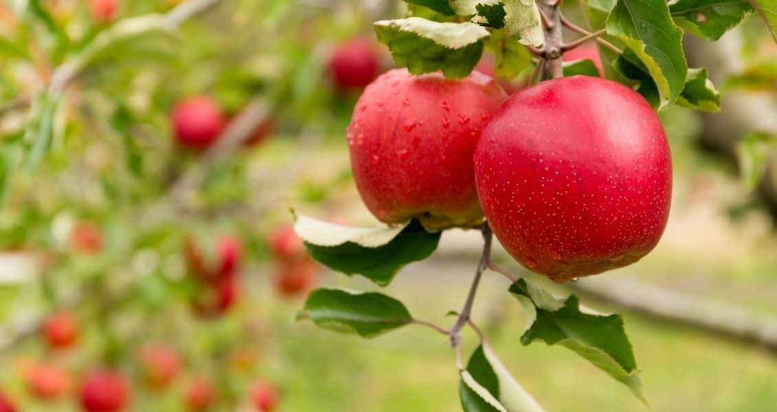 Apple Day