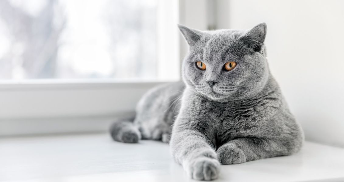 Cat Day in Europe