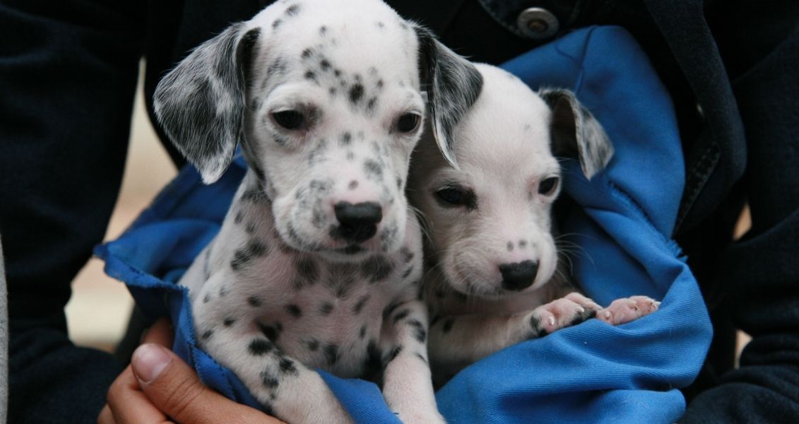 Day of awareness about the care of puppies when breeding