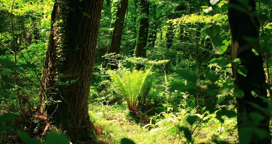 Day of forest workers