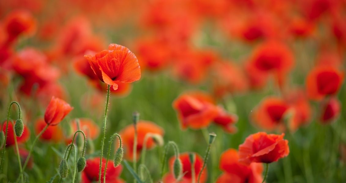 Day of mourning and commemoration of the victims of the
