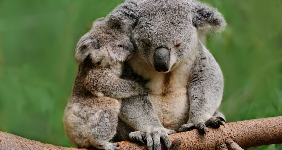 Save the Koala Day