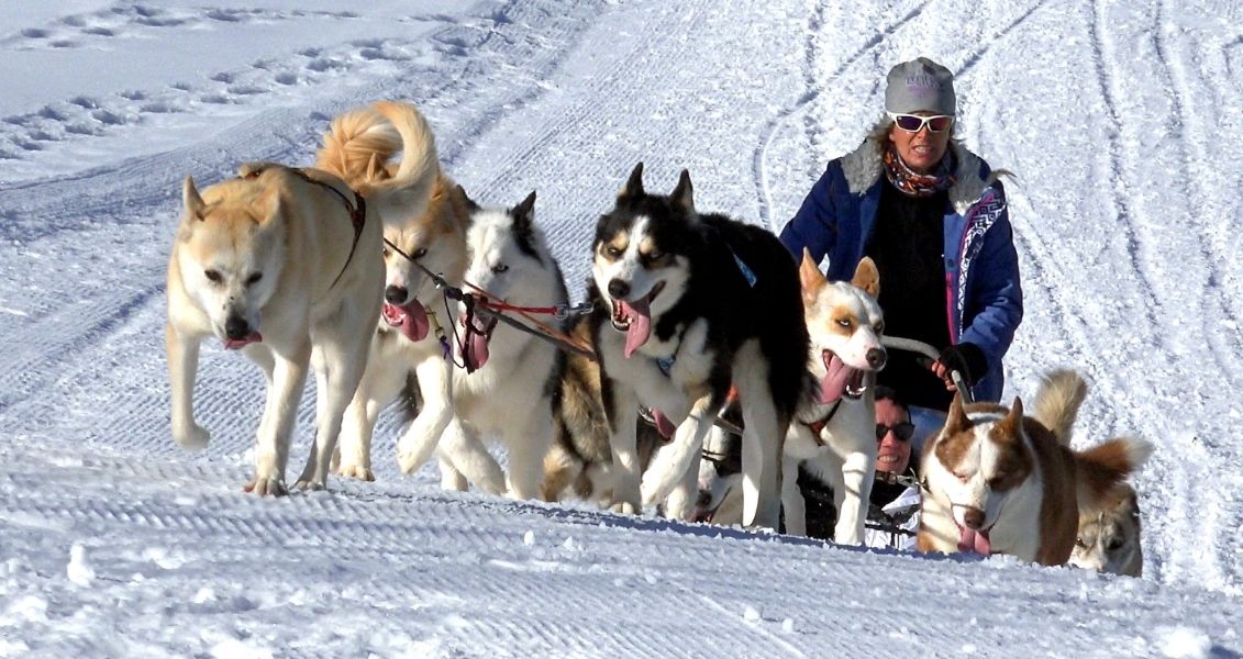 Day of sled dogs