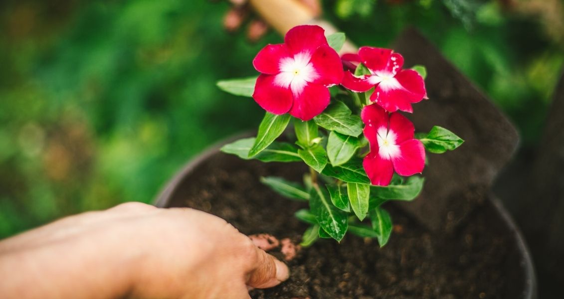 Flower planting day