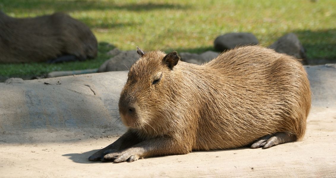European beaver day