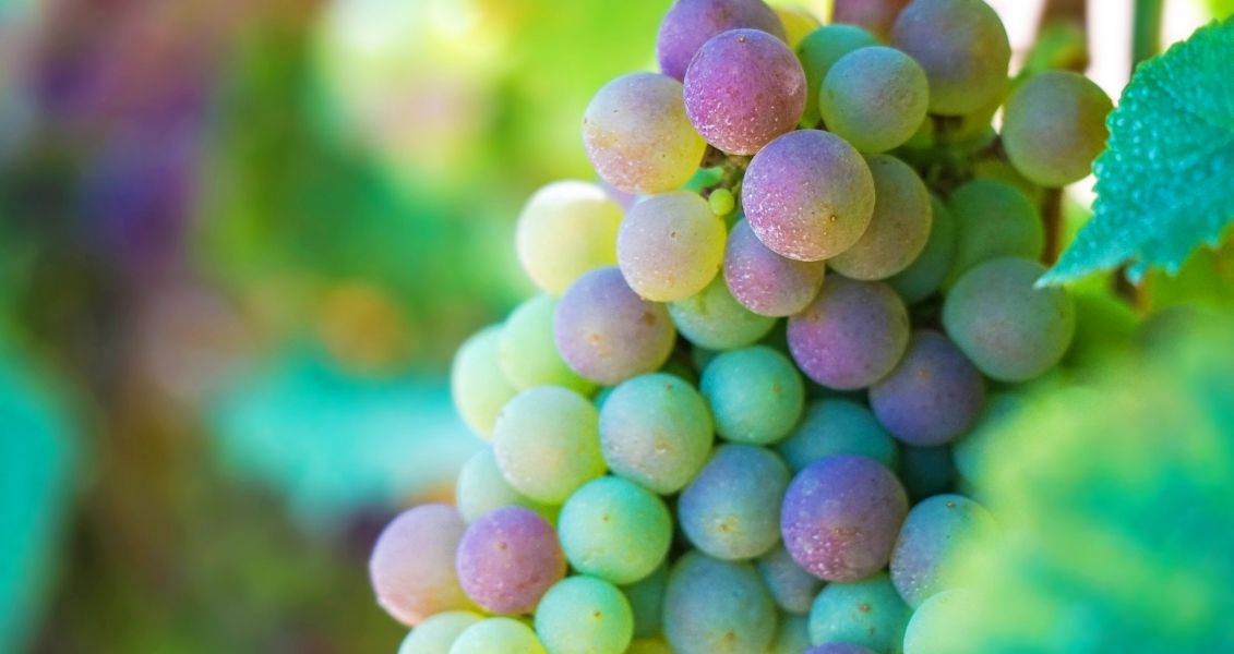 Grenache International Wine Day