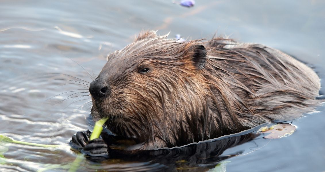 International Beaver Day