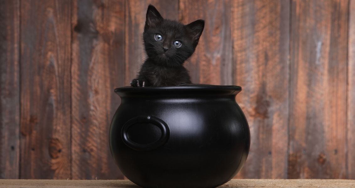 How International Matchmaking Differs from Dating Apps International Black Cat Day