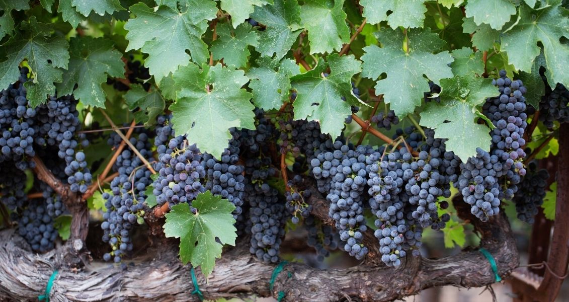 International Cabernet Day