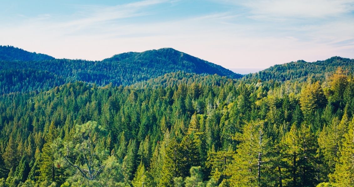 International Day of Forests