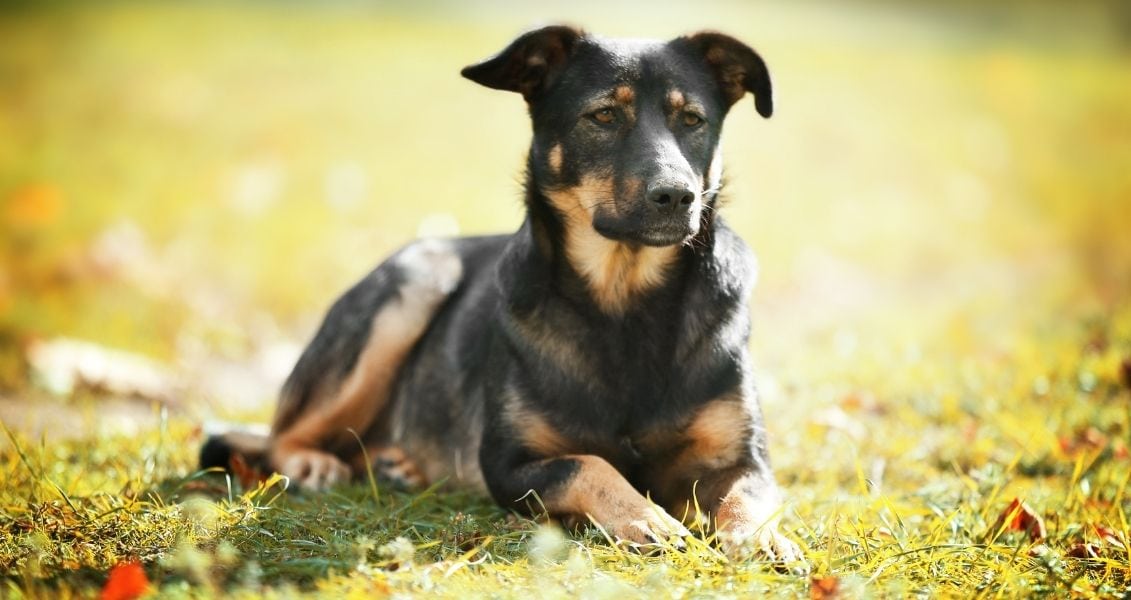 International Day of Stray Animals