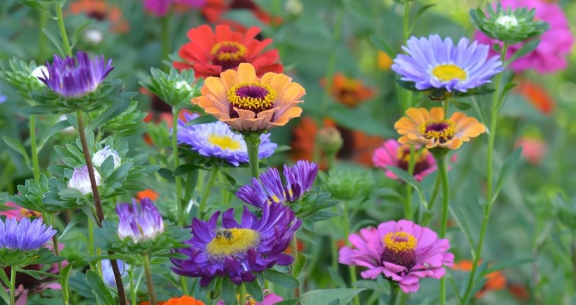 International Flower Day
