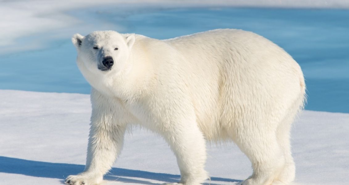 International Polar Bear Day