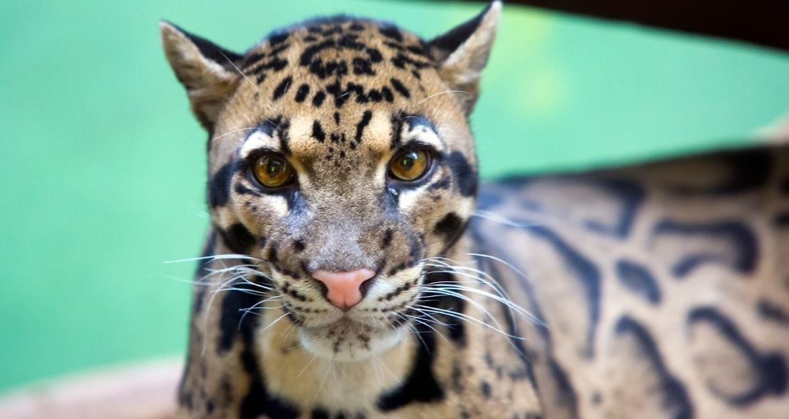 How International Matchmaking Differs from Dating Apps International Smoke Leopard Day