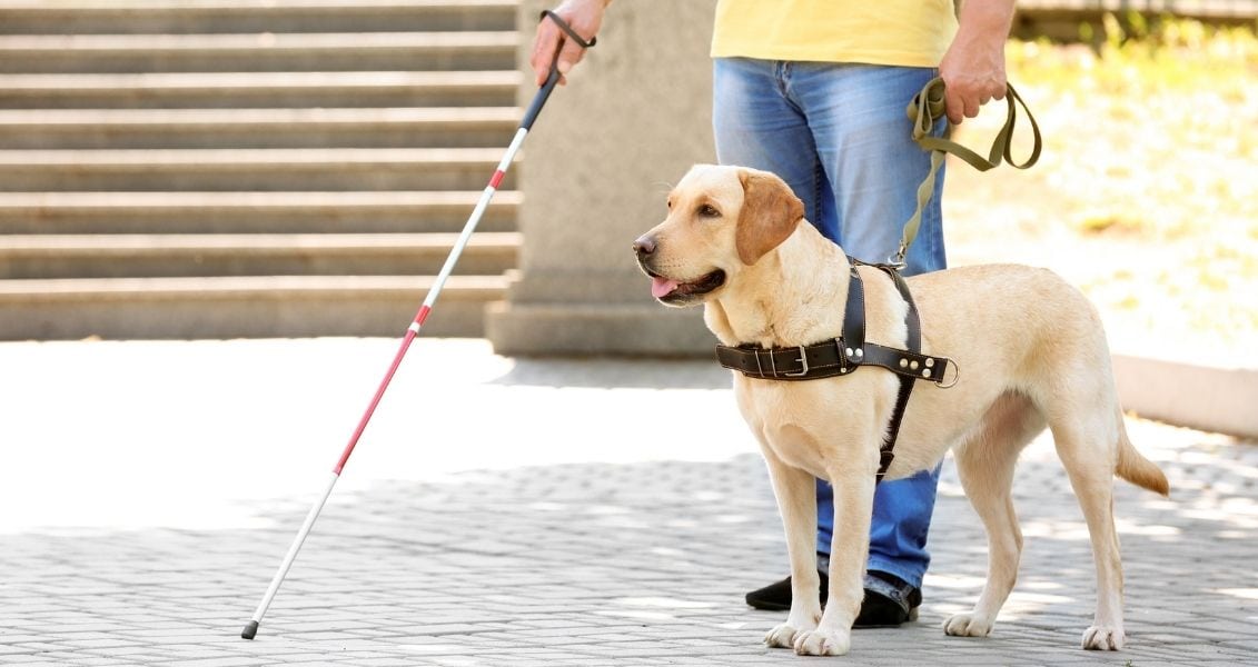 International week of guide dogs