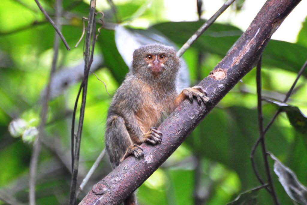 10 interesting facts about monkeys