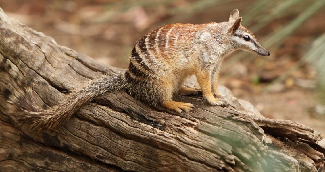 Marsupial Anteater Day (Nambata Day)