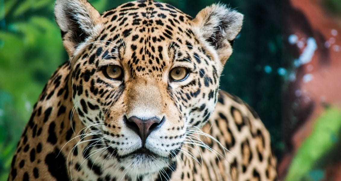 International Jaguar Day