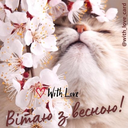 Happy spring!  |  Greeting card - Cards for International Cat Day - Cards with the first day of spring