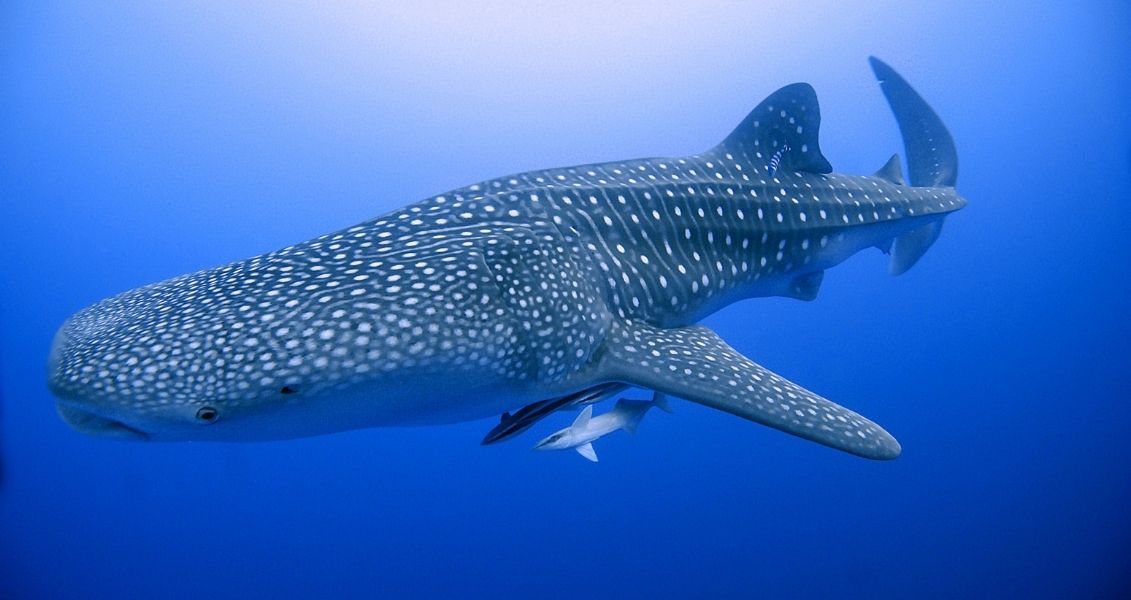 International Whale Shark Day