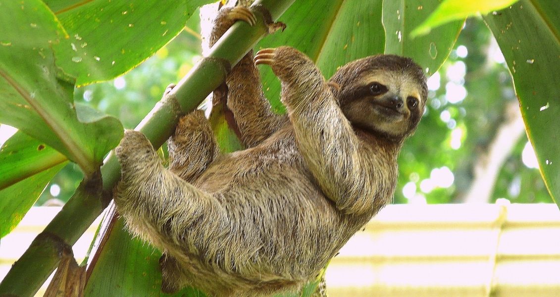 International sloth day
