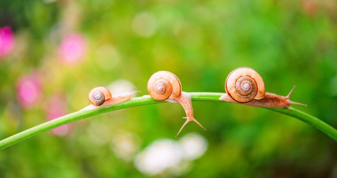 International Day of Slowness