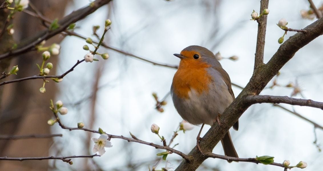 International Bird Day (Ornithologist's Day)