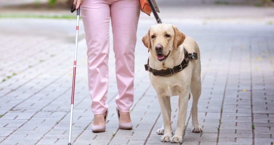 International Guide Dog Day