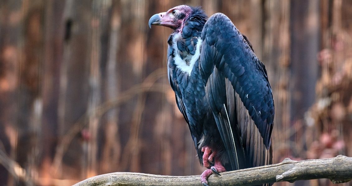 International vulture day