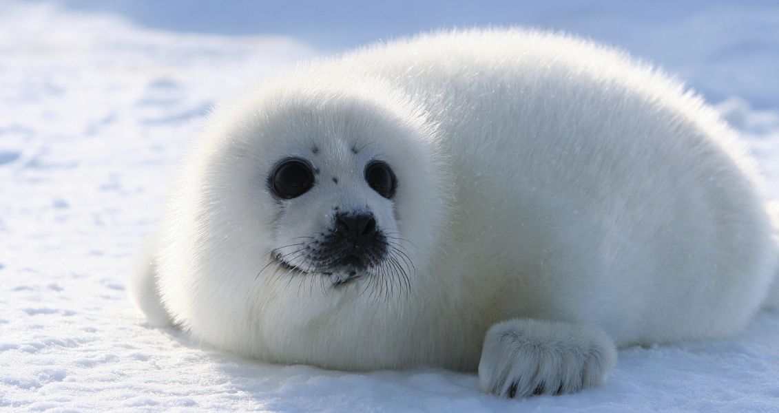 International day for the protection of seal pups