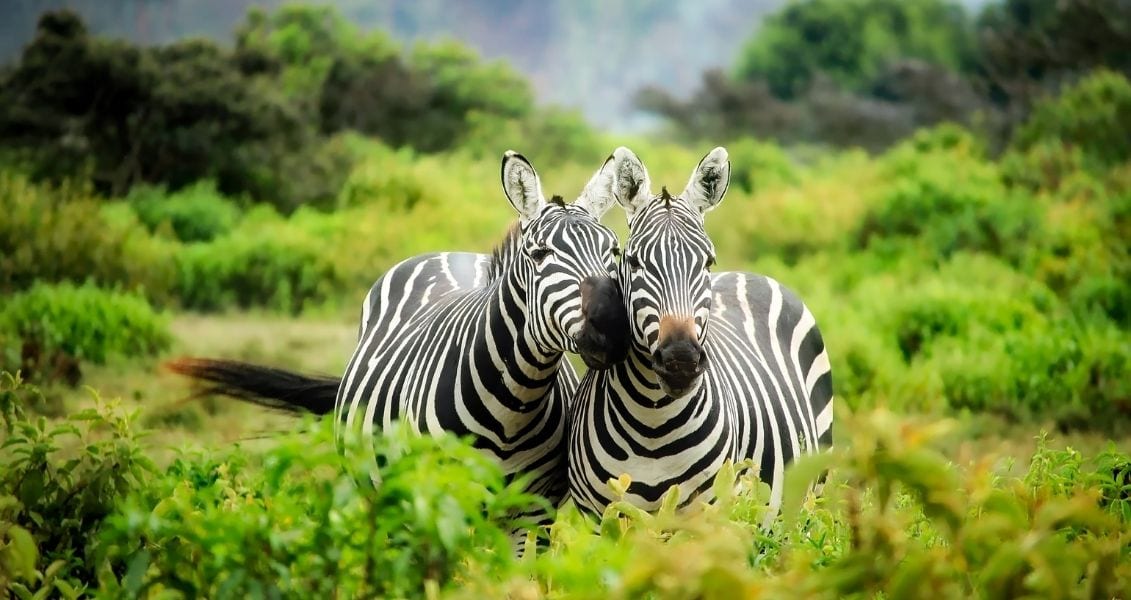 International Zebra Day