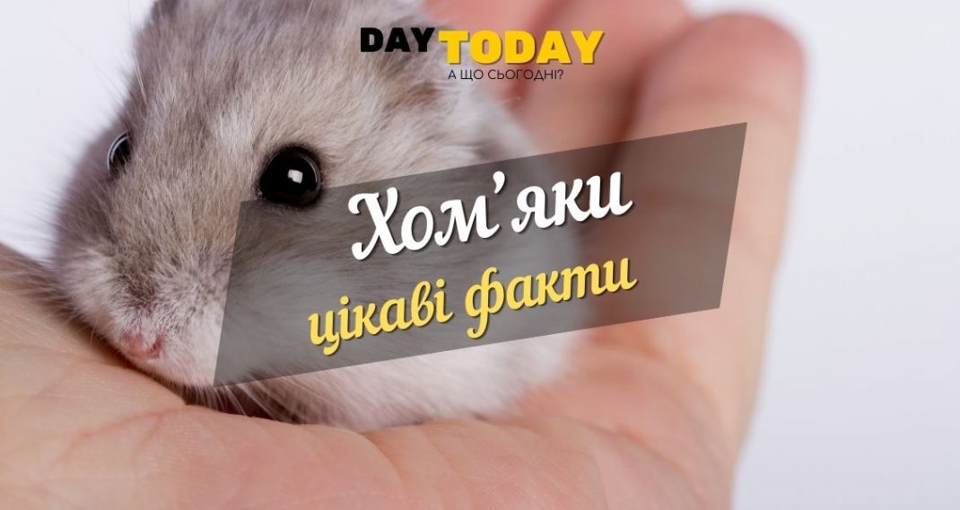 Myths and interesting facts about hamsters