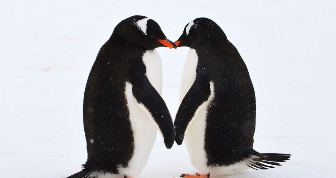 Penguin Awareness Day