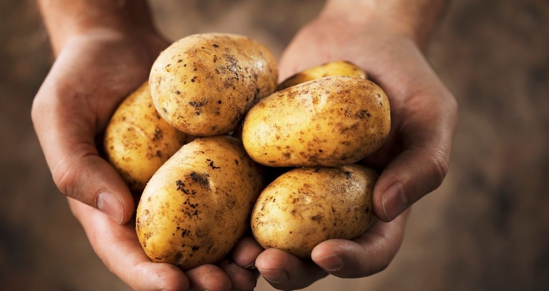 Potato day