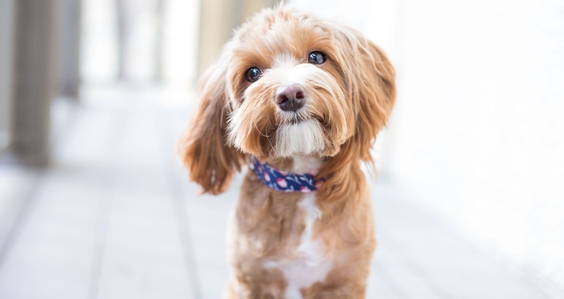Puppy Day in the USA