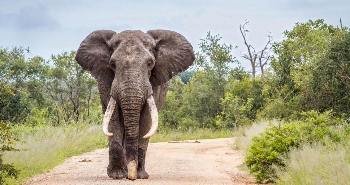 Save the Elephant Day