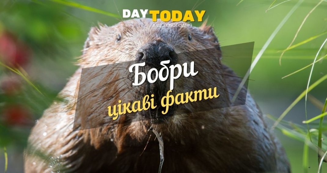Interesting facts about beavers