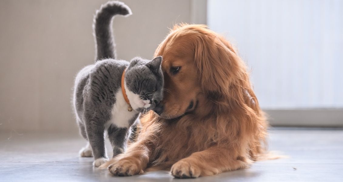 Universal birthday of pets in shelters for animals