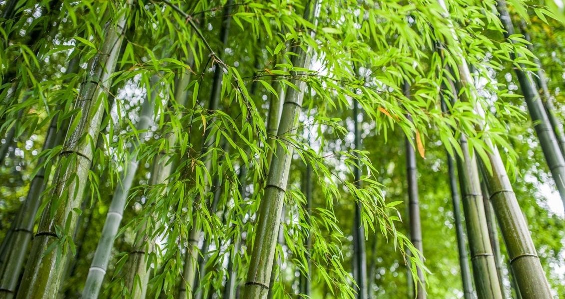 World Bamboo Day