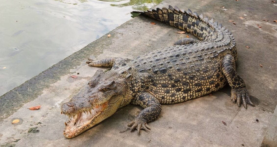 World Crocodile Day