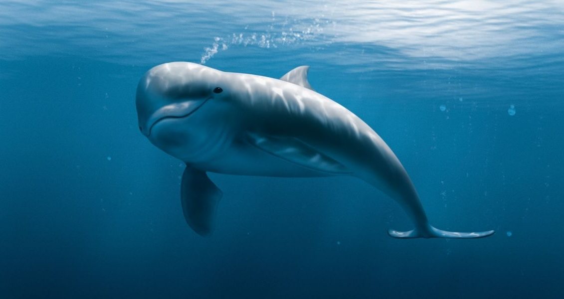World Whale and Dolphin Day