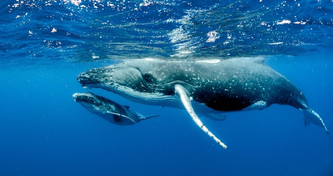 World Day for the Protection of Marine Mammals (Whale Day)