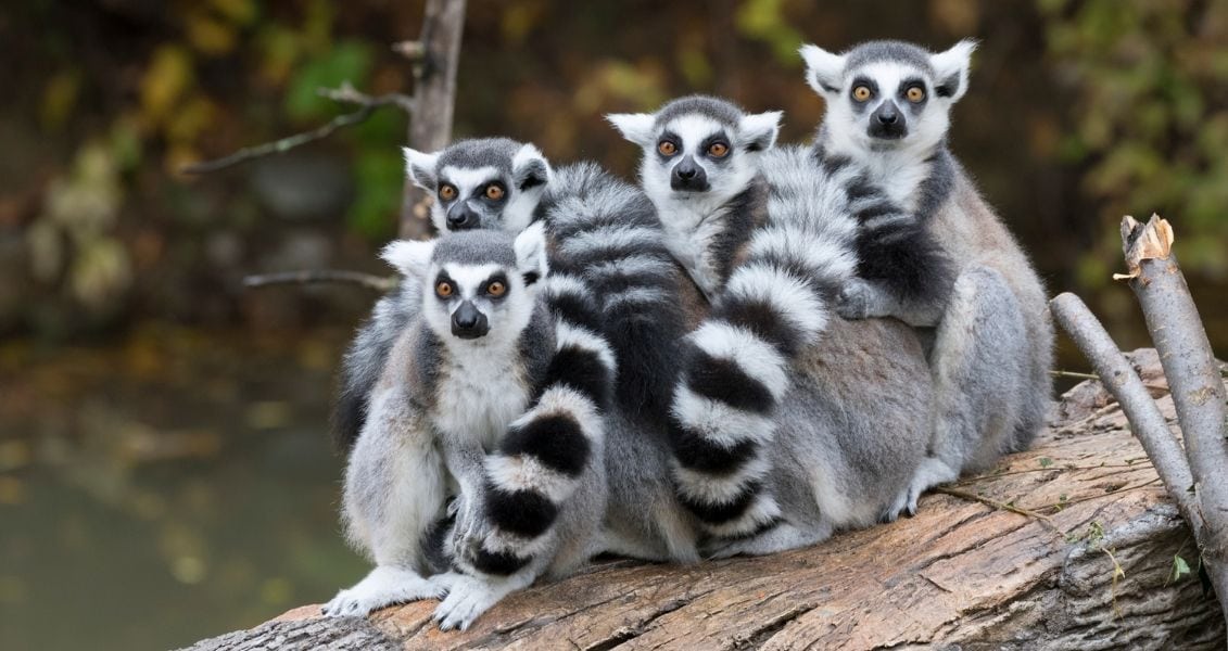 World lemur day