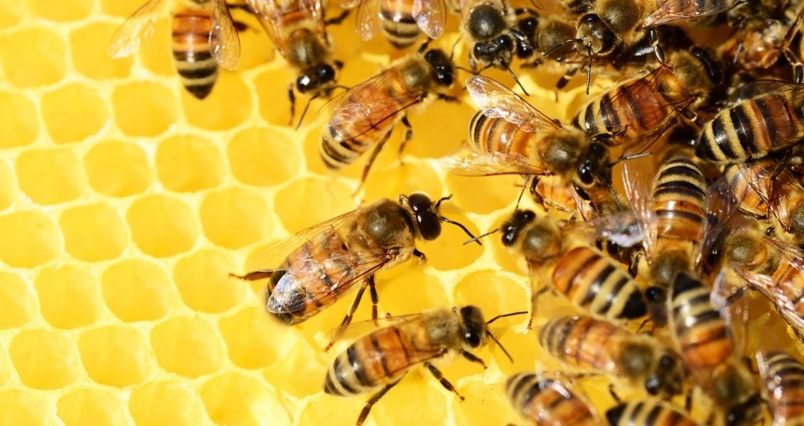 World Honey Bee Day